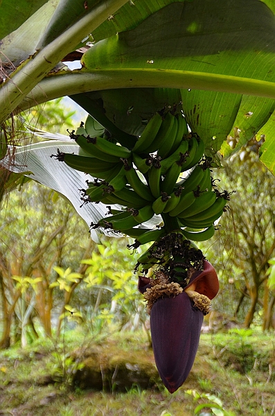 339_Ecuador_Pailon_del_Diablo.JPG