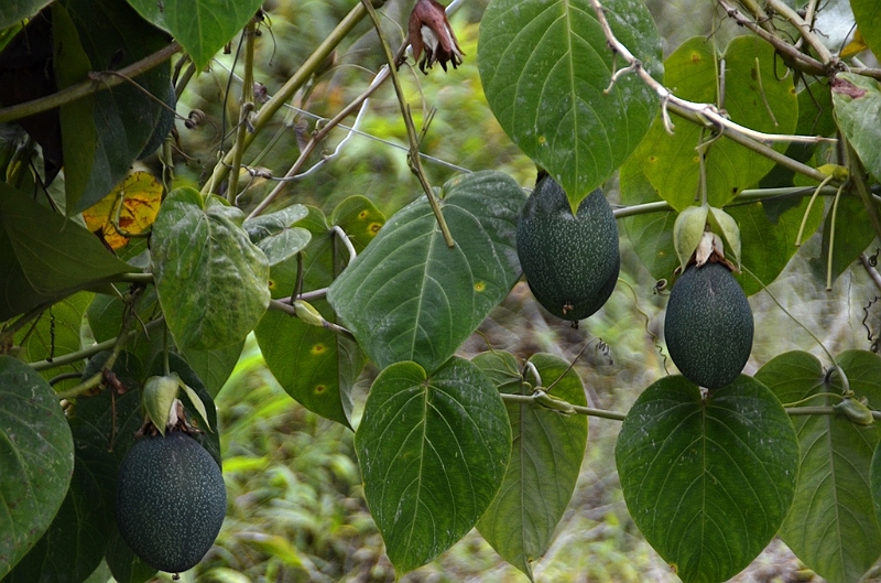 361_Ecuador_Banos.JPG
