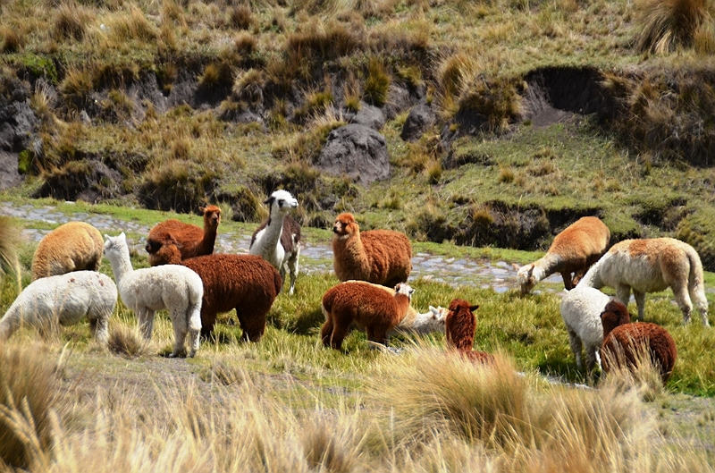 377_Ecuador_Volcan_Chimborazo_Tour.JPG