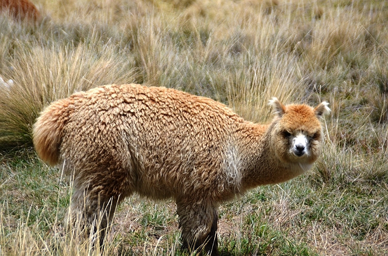 379_Ecuador_Volcan_Chimborazo_Tour.JPG
