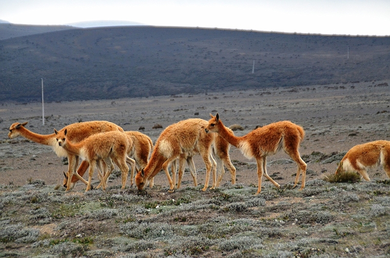 381_Ecuador_Volcan_Chimborazo_Tour.JPG