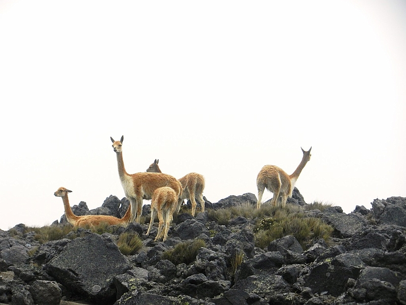 388_Ecuador_Volcan_Chimborazo_Tour.JPG