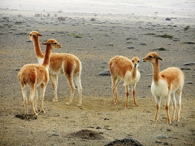 393_Ecuador_Volcan_Chimborazo_Tour.JPG