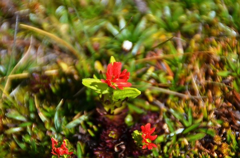 502_Ecuador_Parque_Nacional_Cajas.JPG