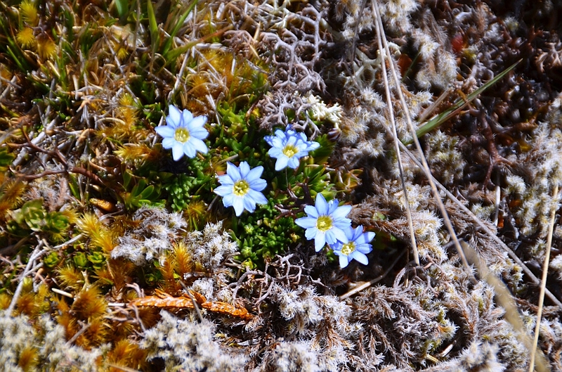 503_Ecuador_Parque_Nacional_Cajas.JPG