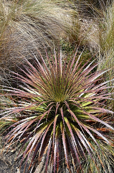 512_Ecuador_Parque_Nacional_Cajas.JPG