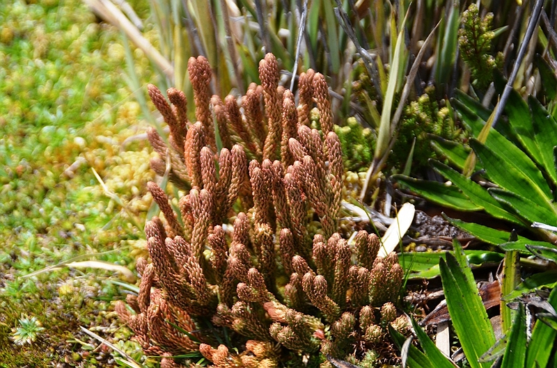 516_Ecuador_Parque_Nacional_Cajas.JPG