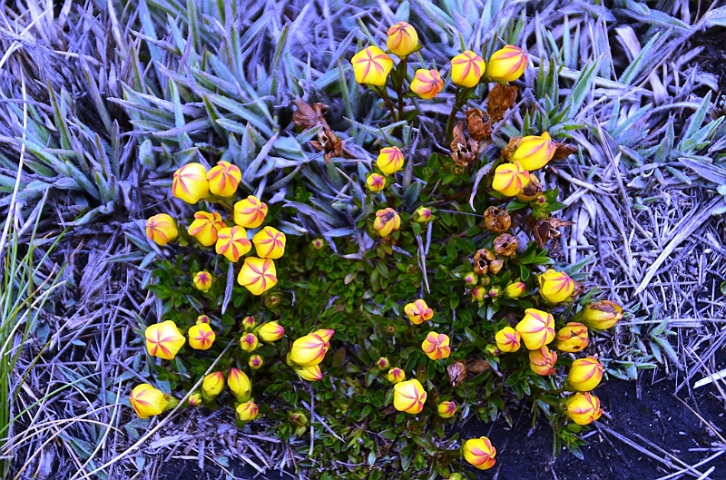 527_Ecuador_Parque_Nacional_Cajas.JPG