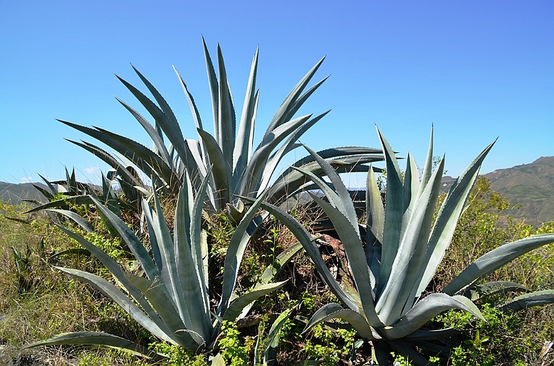 602_Ecuador_Vilcabamba.JPG