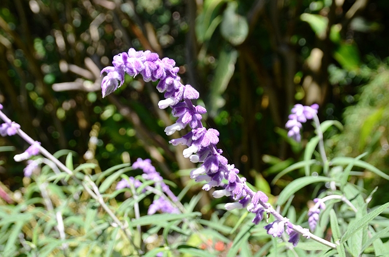 610_Ecuador_Vilcabamba.JPG