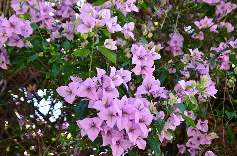 612_Ecuador_Vilcabamba.JPG