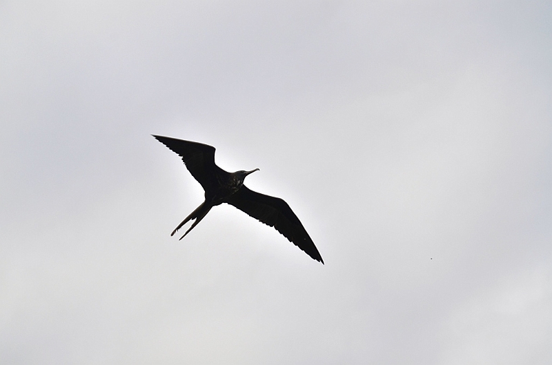 626_Ecuador_Galapagos_Santa_Cruz_Puerto_Ayora.JPG