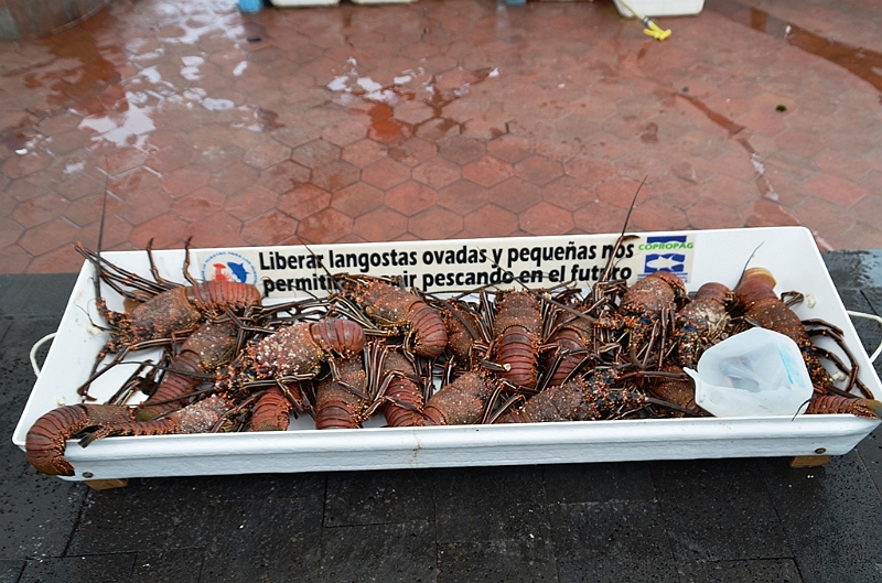629_Ecuador_Galapagos_Santa_Cruz_Puerto_Ayora.JPG