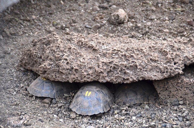 636_Ecuador_Galapagos_Charles_Darwin_Research_Station.JPG