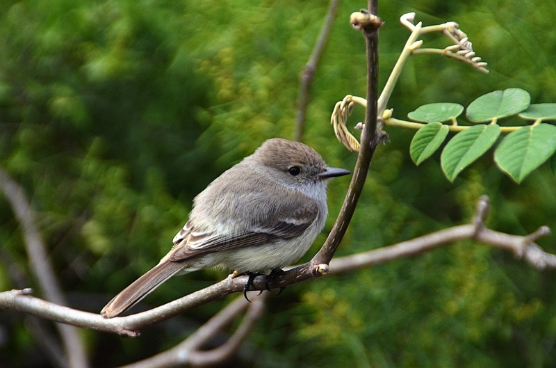 637_Ecuador_Galapagos_Charles_Darwin_Research_Station.JPG