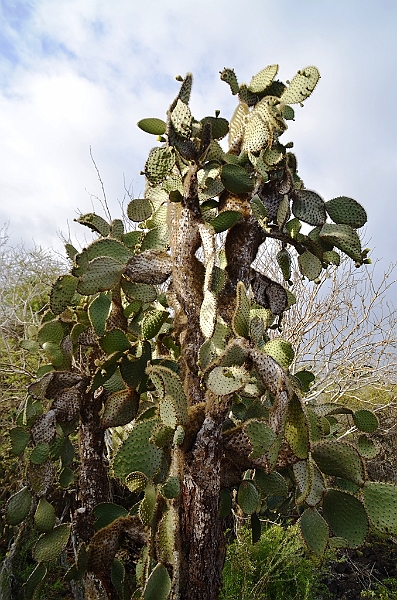 638_Ecuador_Galapagos_Charles_Darwin_Research_Station.JPG