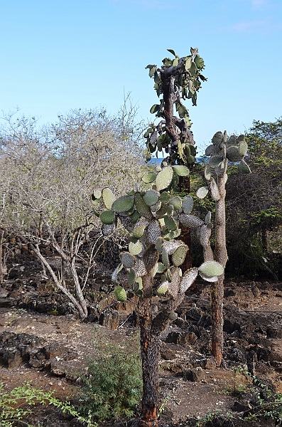 639_Ecuador_Galapagos_Charles_Darwin_Research_Station.JPG