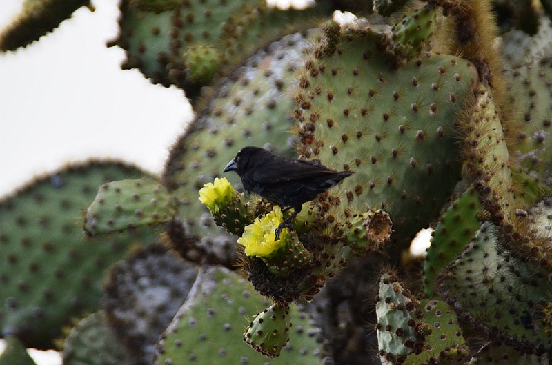 641_Ecuador_Galapagos_Charles_Darwin_Research_Station.JPG