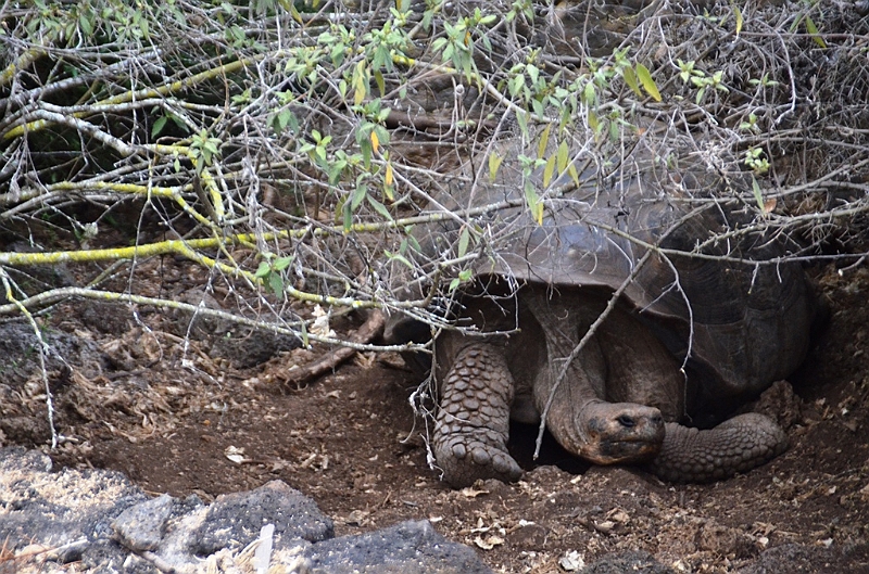 642_Ecuador_Galapagos_Charles_Darwin_Research_Station.JPG