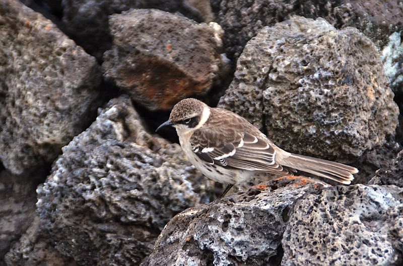 643_Ecuador_Galapagos_Charles_Darwin_Research_Station.JPG