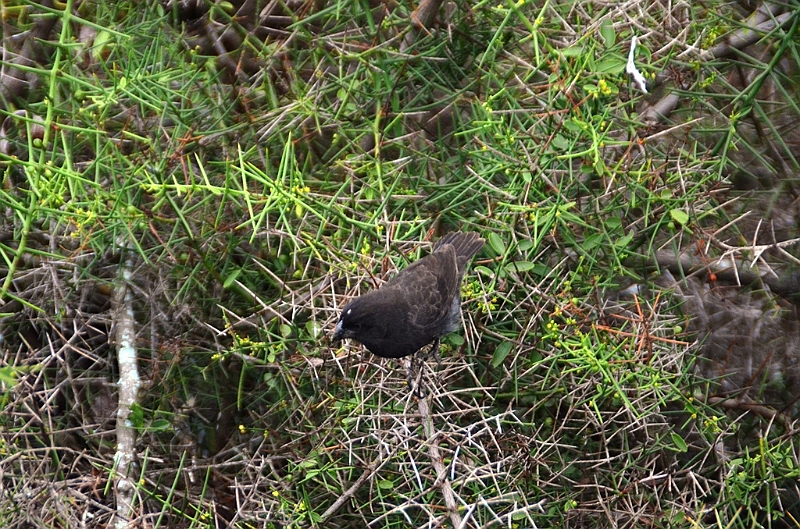 644_Ecuador_Galapagos_Charles_Darwin_Research_Station.JPG