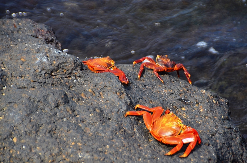 656_Ecuador_Galapagos_Islas_Plazas_South_Boot_Tour.JPG