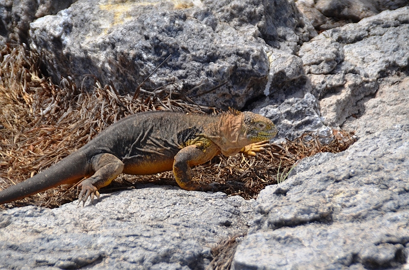 658_Ecuador_Galapagos_Islas_Plazas_South_Boot_Tour.JPG