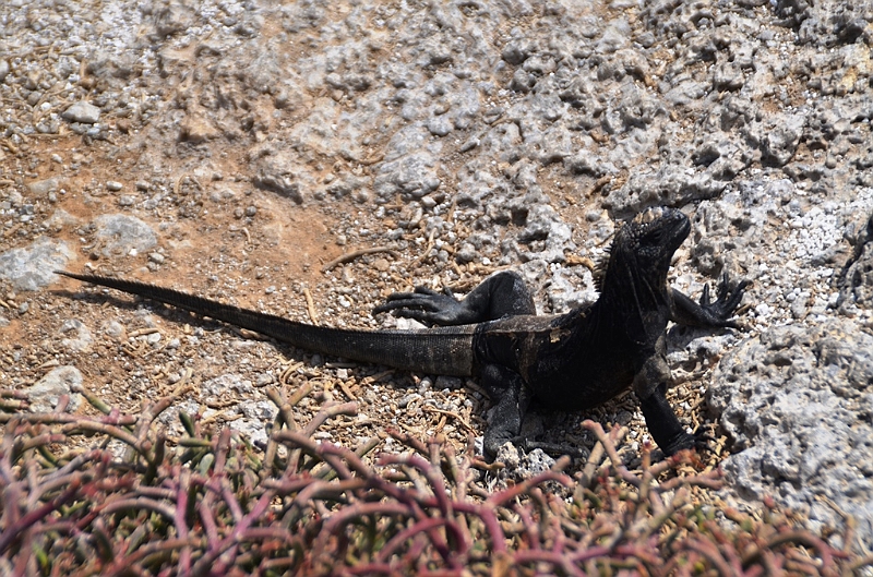 660_Ecuador_Galapagos_Islas_Plazas_South_Boot_Tour.JPG