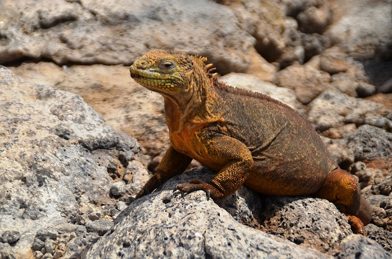 662_Ecuador_Galapagos_Islas_Plazas_South_Boot_Tour.JPG