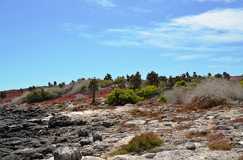 663_Ecuador_Galapagos_Islas_Plazas_South_Boot_Tour.JPG