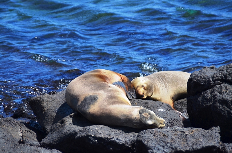 668_Ecuador_Galapagos_Islas_Plazas_South_Boot_Tour.JPG