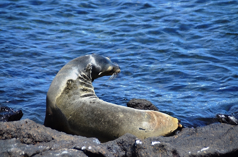 669_Ecuador_Galapagos_Islas_Plazas_South_Boot_Tour.JPG