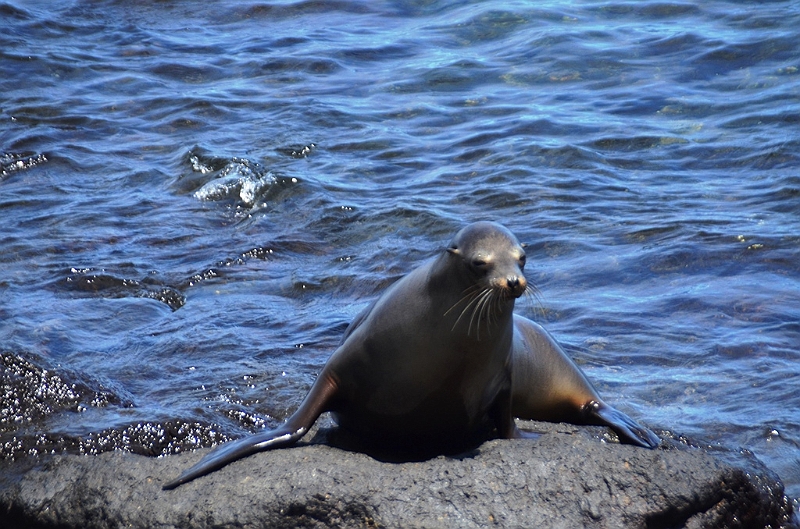 671_Ecuador_Galapagos_Islas_Plazas_South_Boot_Tour.JPG