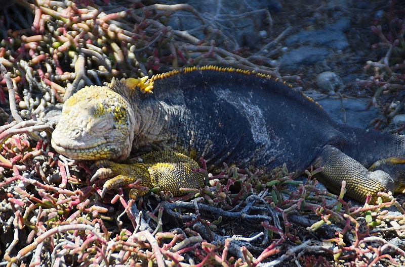 673_Ecuador_Galapagos_Islas_Plazas_South_Boot_Tour.JPG