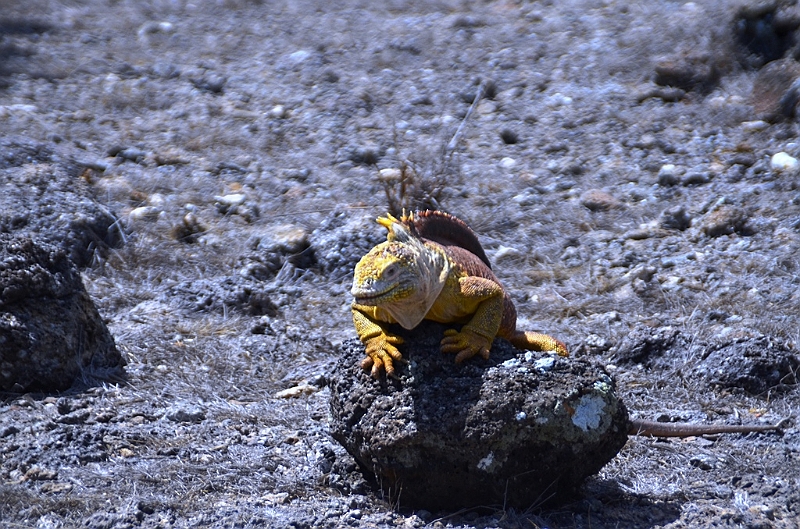 674_Ecuador_Galapagos_Islas_Plazas_South_Boot_Tour.JPG
