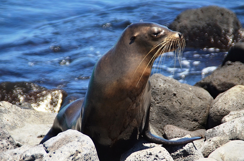 682_Ecuador_Galapagos_Islas_Plazas_South_Boot_Tour.JPG