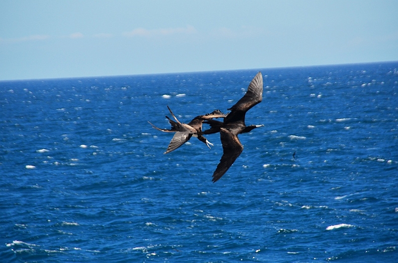 685_Ecuador_Galapagos_Islas_Plazas_South_Boot_Tour.JPG