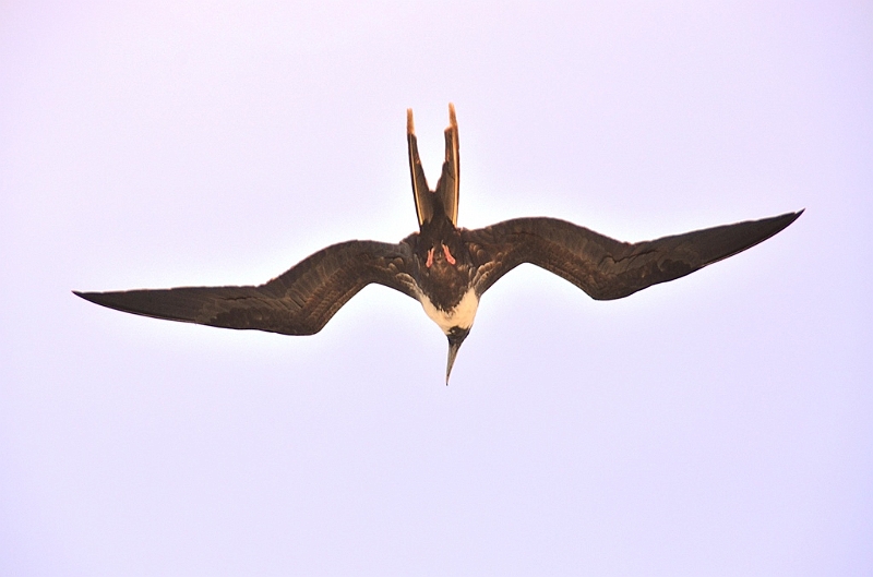 686_Ecuador_Galapagos_Islas_Plazas_South_Boot_Tour.JPG