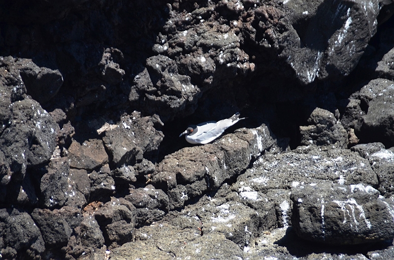 690_Ecuador_Galapagos_Islas_Plazas_South_Boot_Tour.JPG