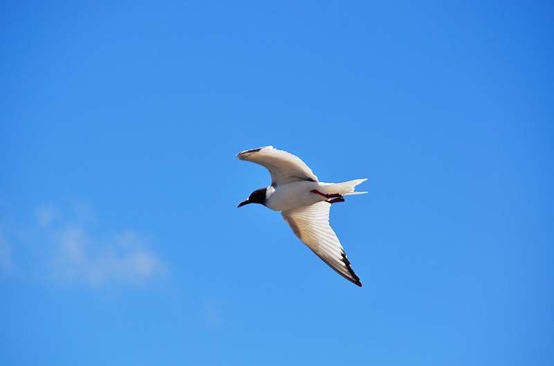 694_Ecuador_Galapagos_Islas_Plazas_South_Boot_Tour.JPG