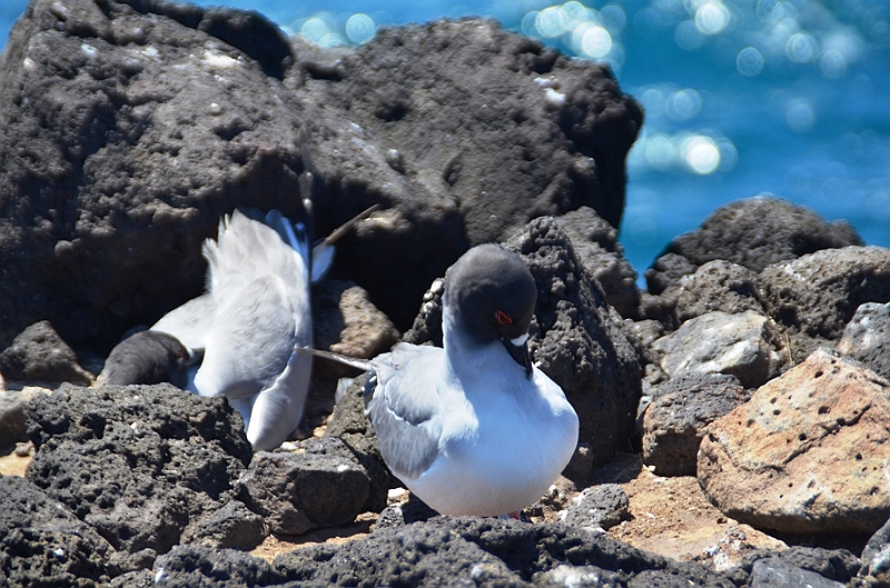 697_Ecuador_Galapagos_Islas_Plazas_South_Boot_Tour.JPG