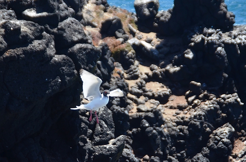 702_Ecuador_Galapagos_Islas_Plazas_South_Boot_Tour.JPG