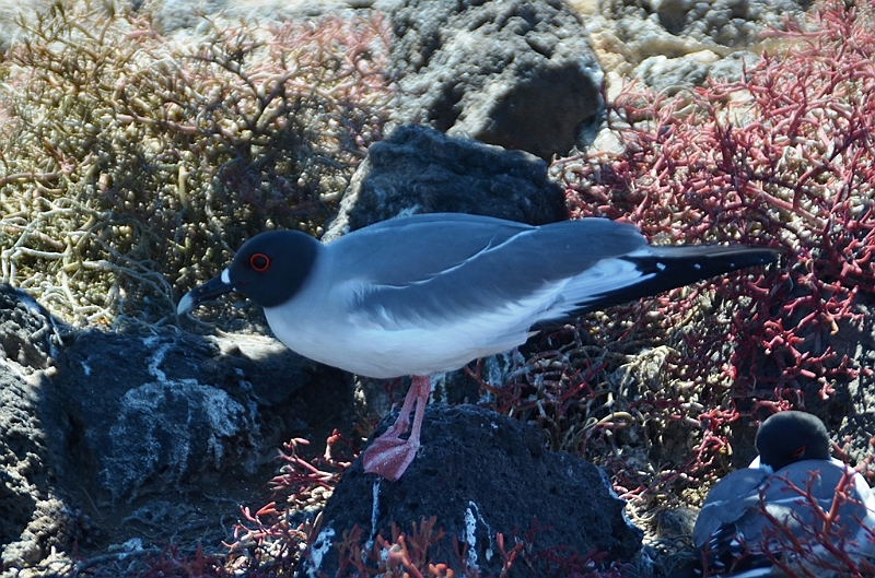 704_Ecuador_Galapagos_Islas_Plazas_South_Boot_Tour.JPG