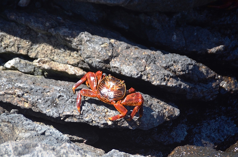 707_Ecuador_Galapagos_Islas_Plazas_South_Boot_Tour.JPG