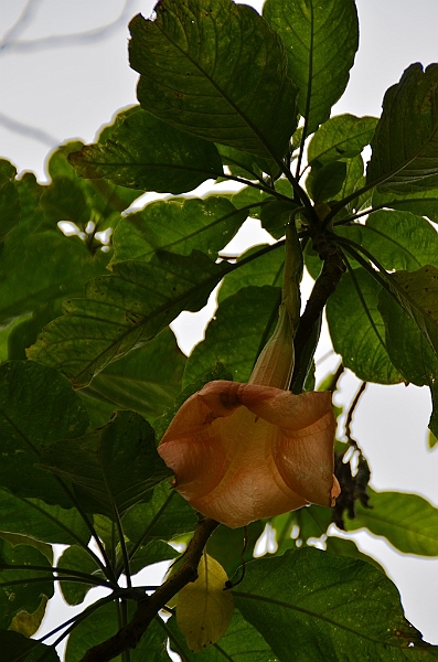 729_Ecuador_Galapagos_Island_Floreana.JPG