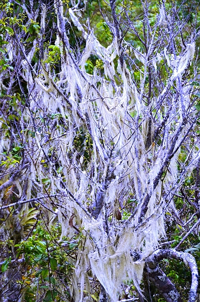 739_Ecuador_Galapagos_Island_Floreana.JPG