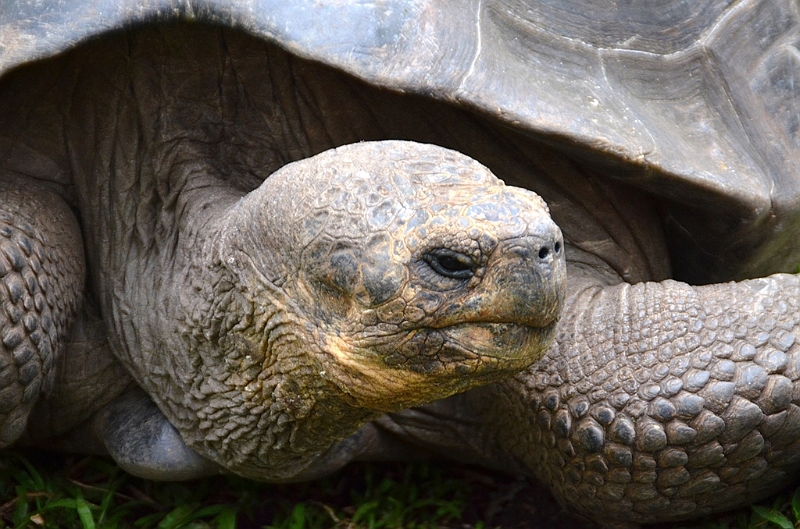 745_Ecuador_Galapagos_Island_Floreana.JPG