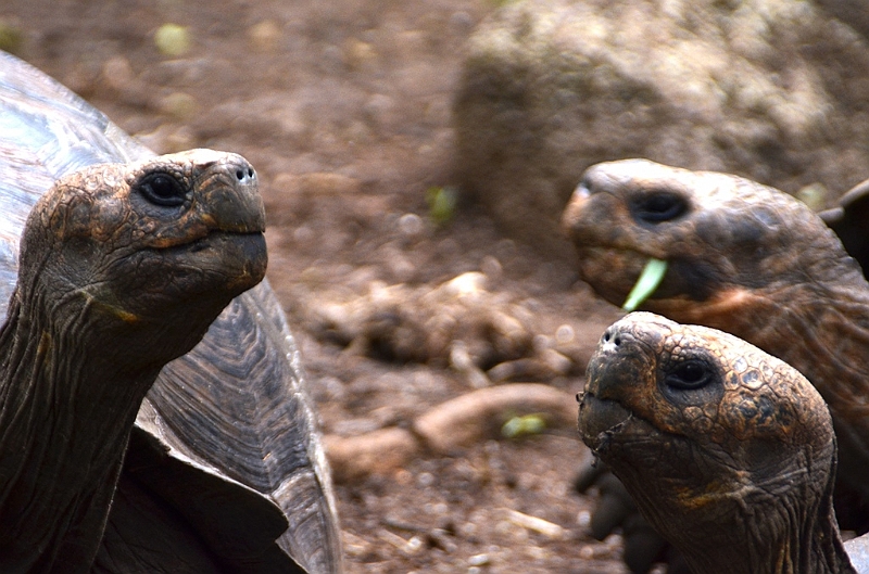 751_Ecuador_Galapagos_Island_Floreana.JPG