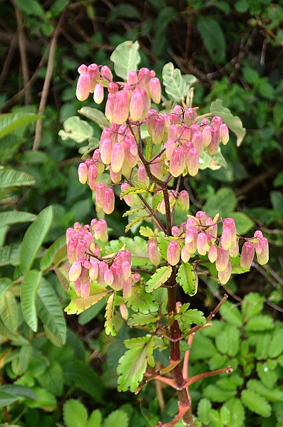756_Ecuador_Galapagos_Island_Floreana.JPG