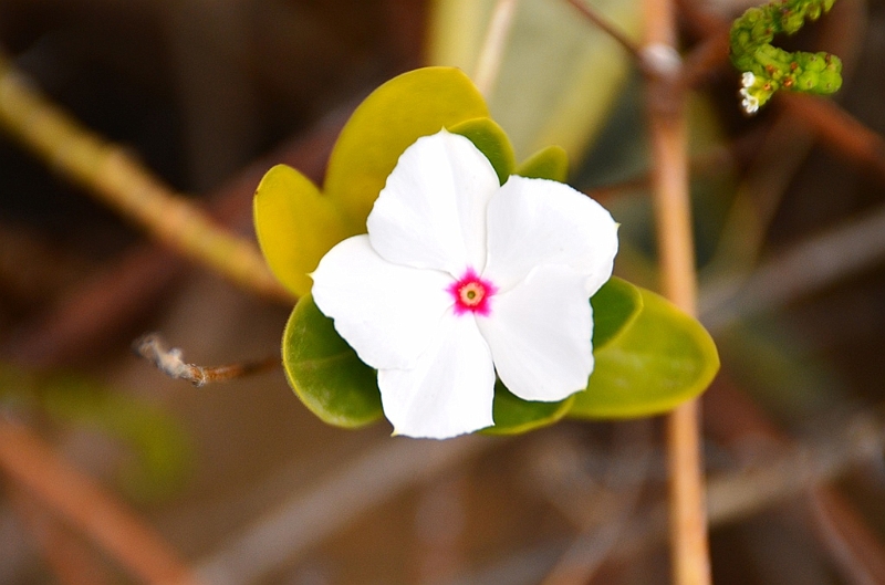 765_Ecuador_Galapagos_Island_Floreana.JPG